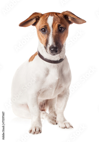 Jack Russell Terrier puppy isolated on white