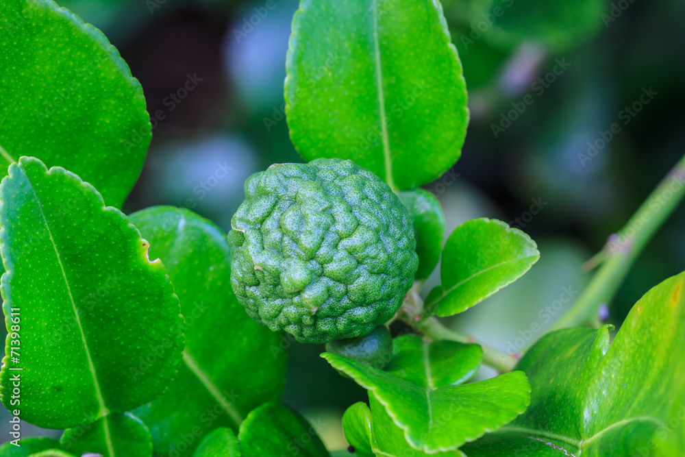 Bergamot on Tree Bergamot on Tree