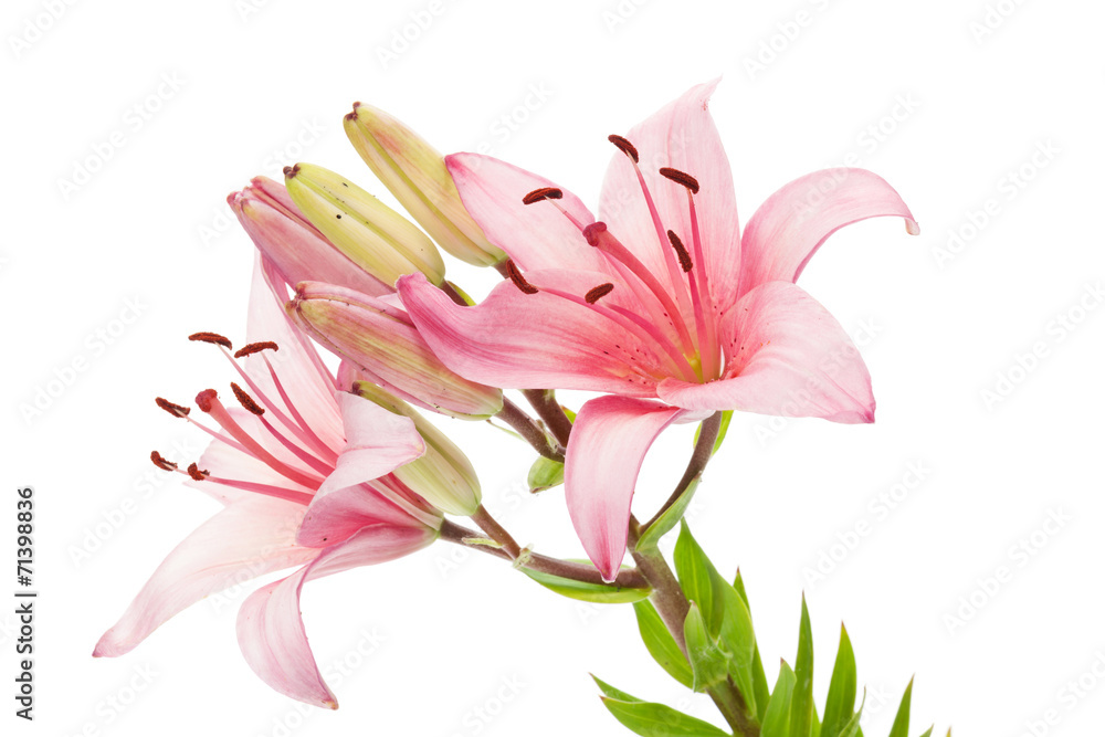 Pink lily flower