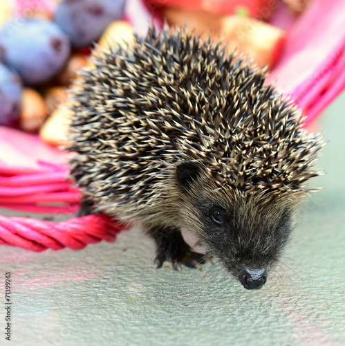 Kleiner Igel photo