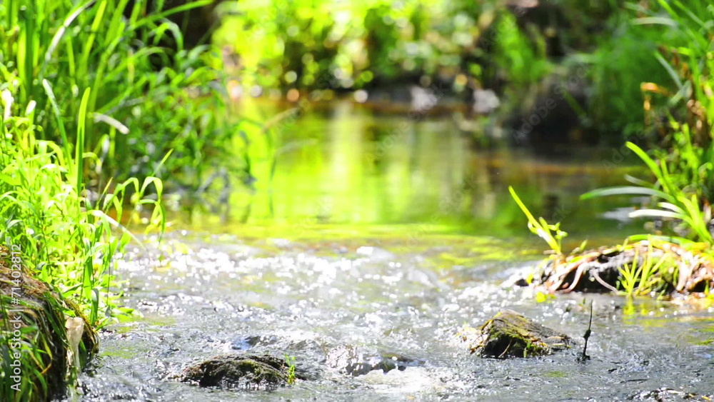 Stream in the tropical forest. Sunny landscape with zoom out Stream in the tropical forest. Sunny landscape with zoom out