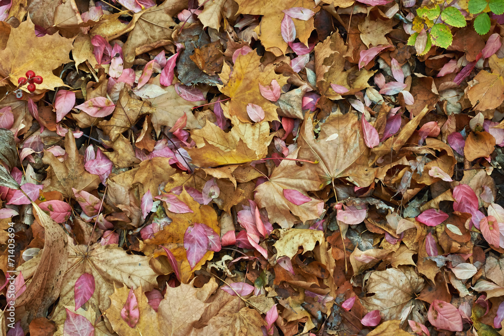 Autumn leaves in the autumn forest. Autumn leaves in the autumn forest.