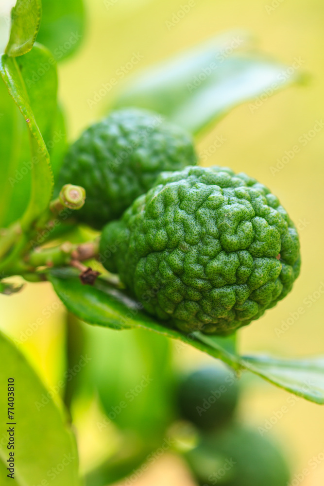 Bergamot on Tree Bergamot on Tree