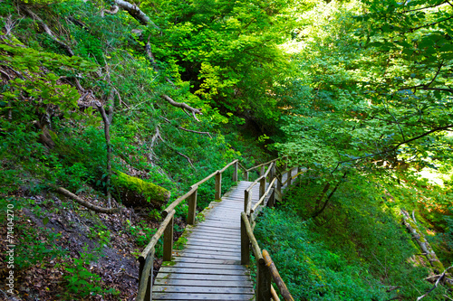 The wooden staircase in a forest