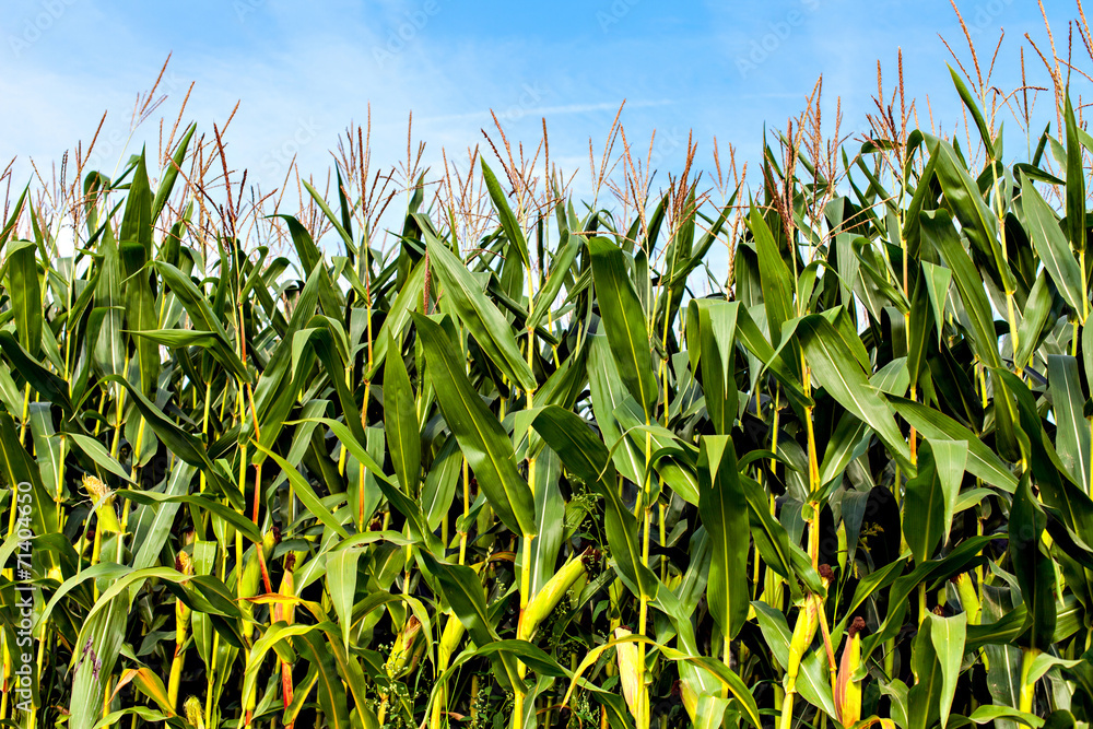 Fototapeta premium Green corn plants on a big field