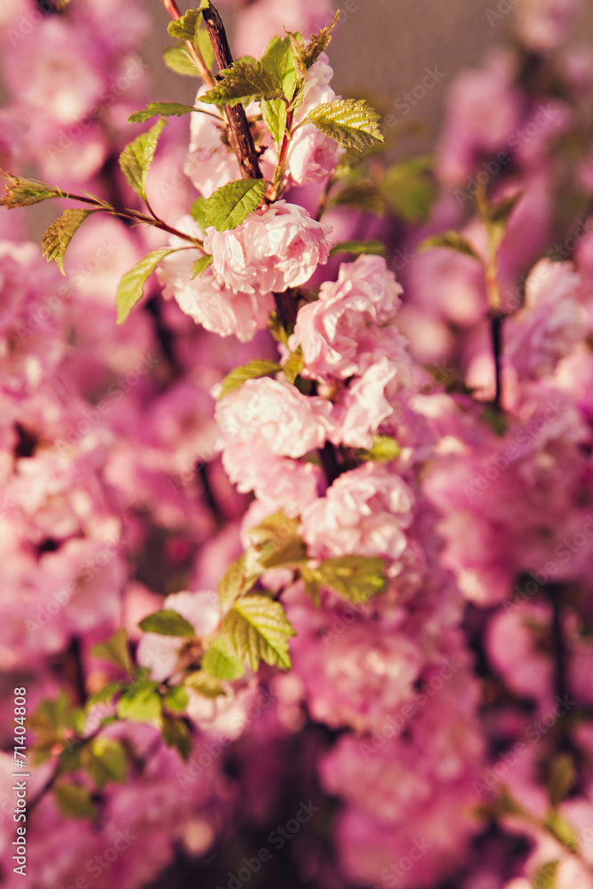 Pink flowers on a tree branch in the spring Pink flowers on a tree branch in the spring