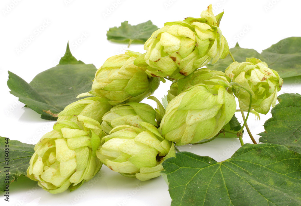 Obraz premium chmiel