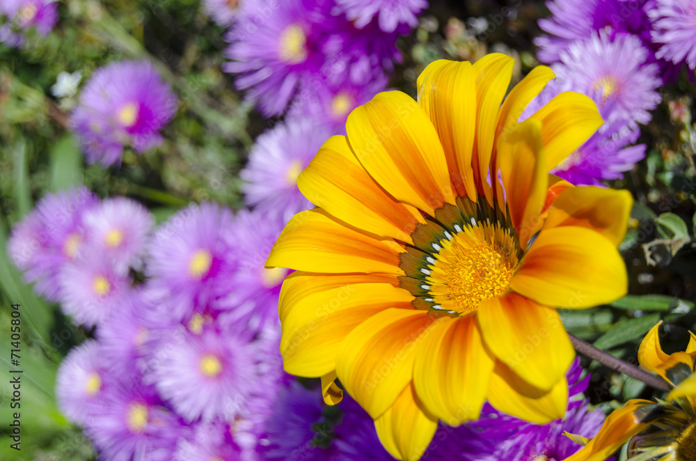 Fototapeta premium fiori86