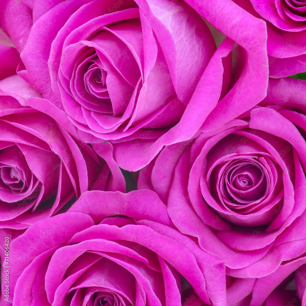pink roses - obrazy, fototapety, plakaty 
