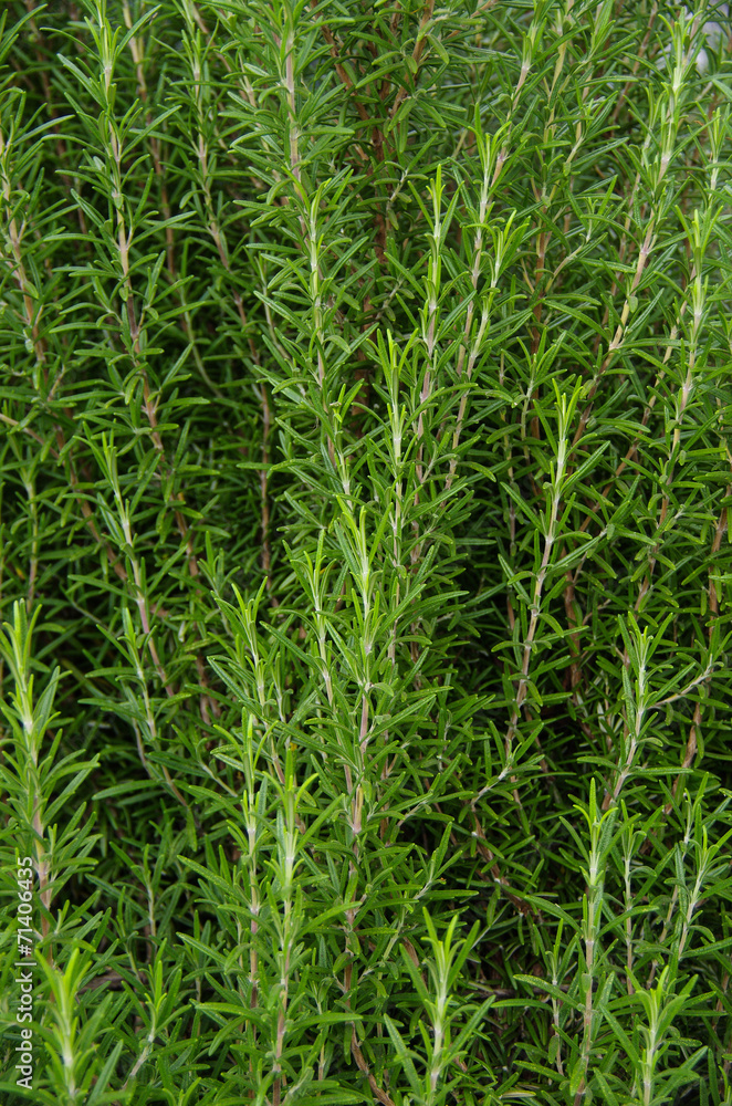 Close up of biological rosemary Close up of biological rosemary