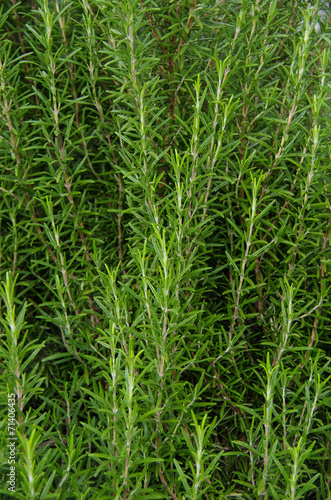 Close up of biological rosemary