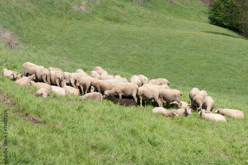 Troupeau de moutons Troupeau de moutons