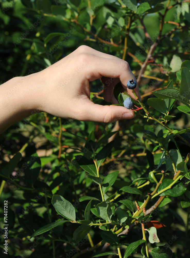 Blueberry is ripe and woman's hand reaches to pick it. Blueberry is ripe and woman's hand reaches to pick it.