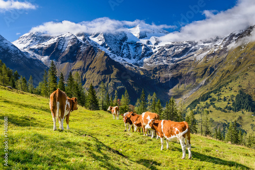 Alpine landscape in Austria with cows on meadow