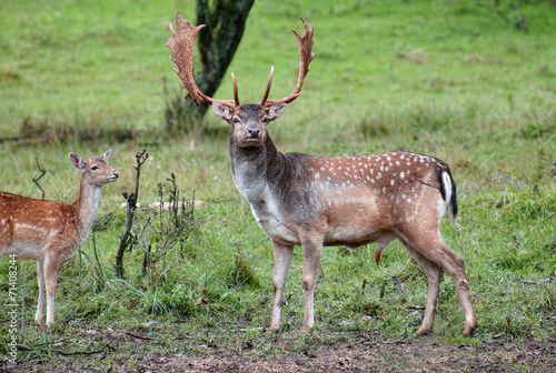 Fallow deer