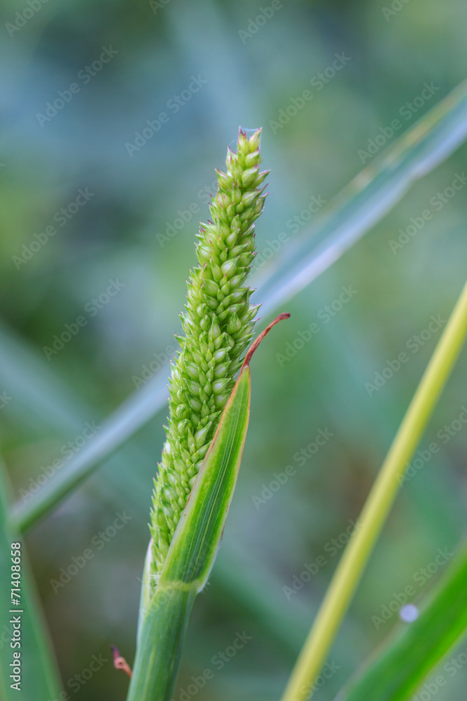 reeds of grass reeds of grass