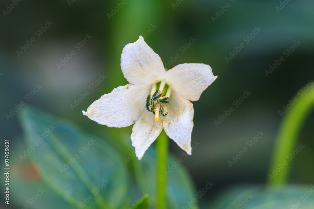 Obraz premium white chili flower in the garden