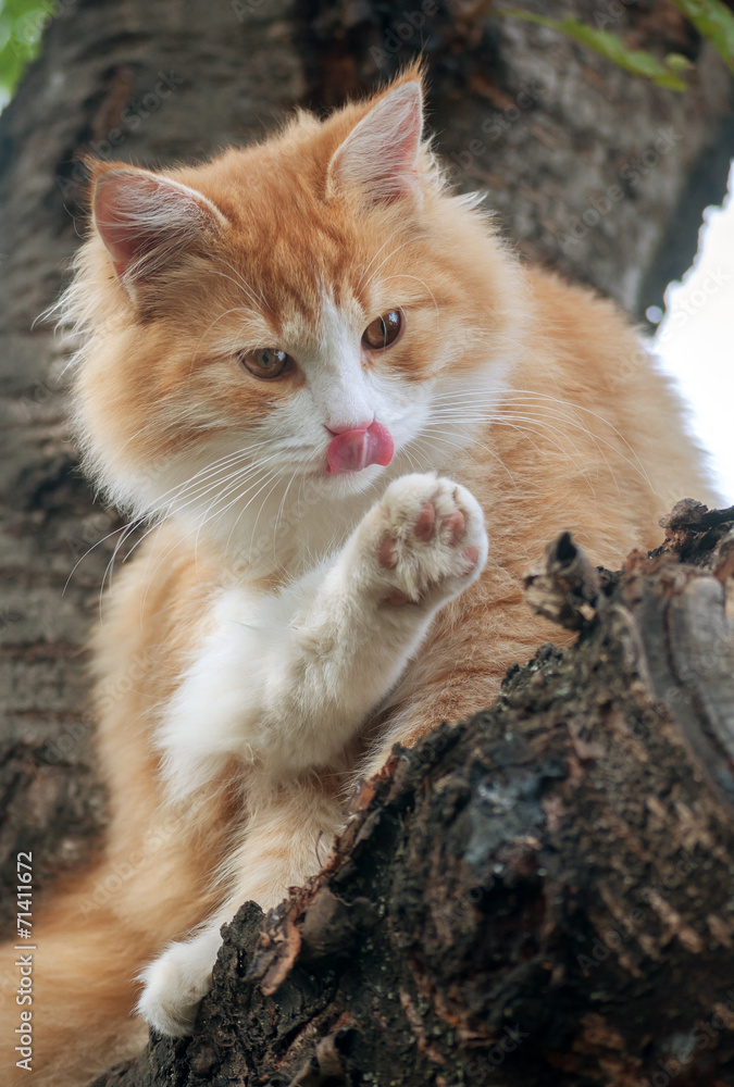 Naklejka premium Washes kitten sitting in a tree