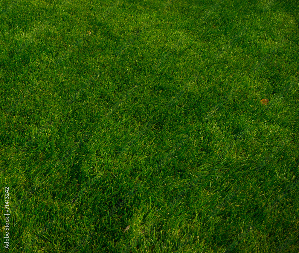 grass grass