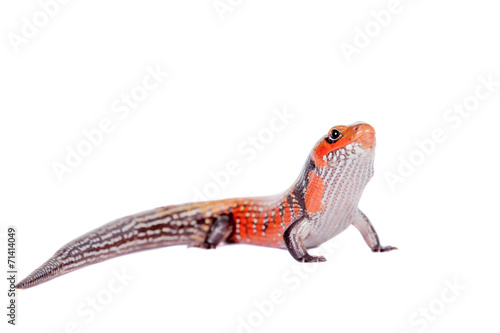 Fire Skink isolated on white