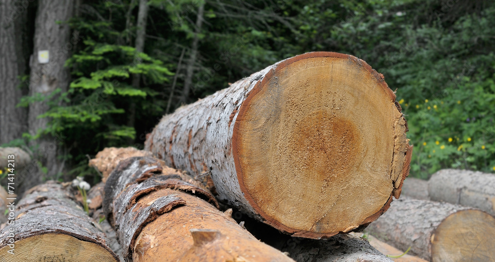 débardage,tronçonnage avant l'hiver,forestier débardage,tronçonnage avant l'hiver,forestier