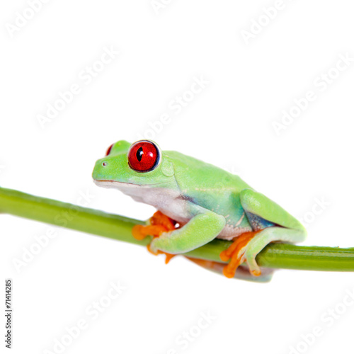 Beautiful red eyed tree frog on white background