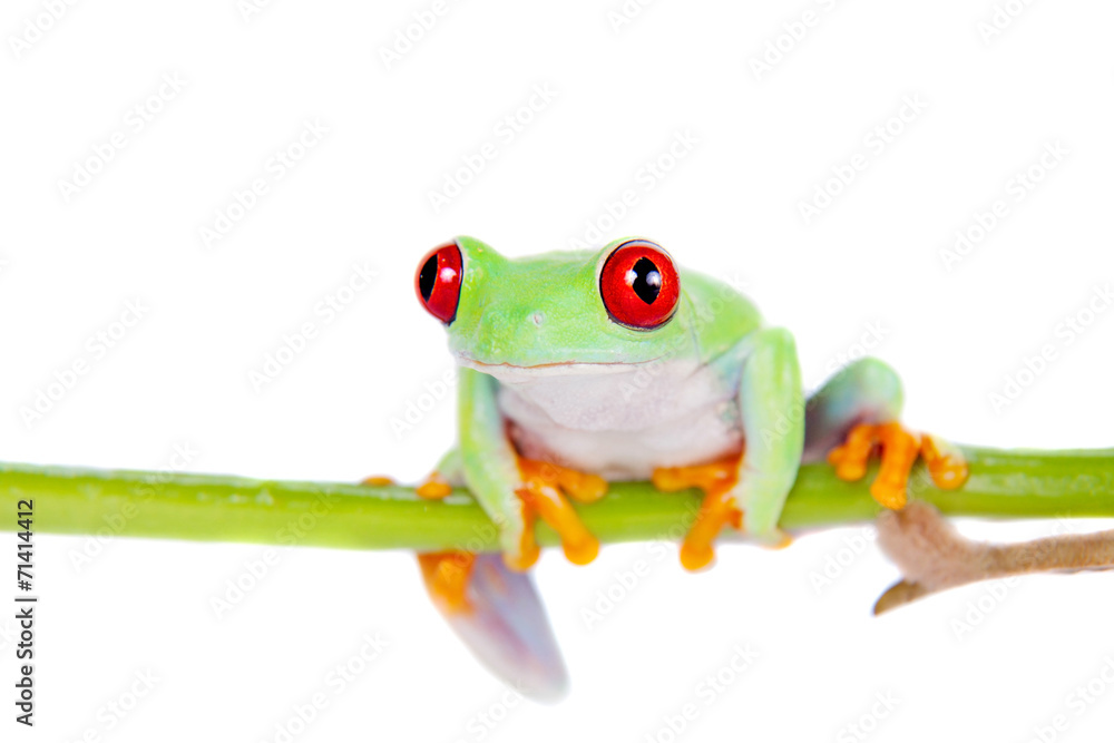 Fototapeta premium Beautiful red eyed tree frog on white background