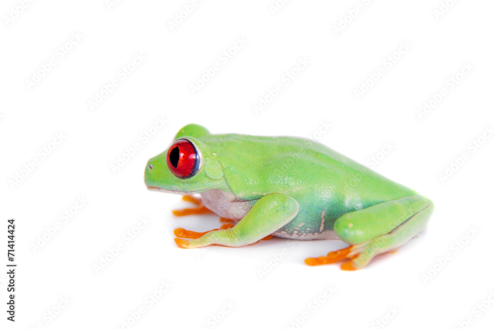 Fototapeta premium Beautiful red eyed tree frog on white background