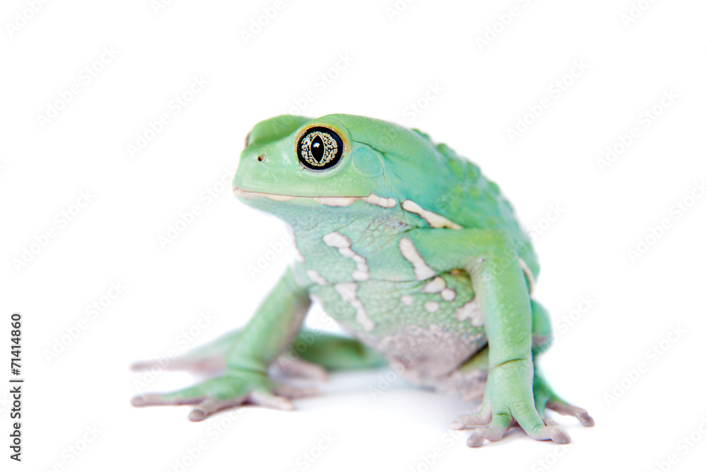 Waxy Monkey Leaf Frog on white background Waxy Monkey Leaf Frog on white background
