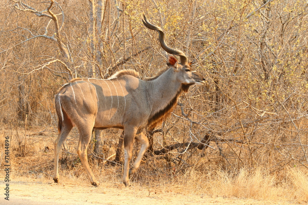 Greater Kudu Greater Kudu