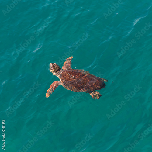 Big sea turtle in Mediterranean sea neaby Antalya, Turkey