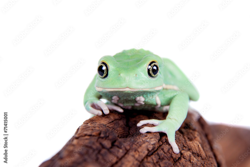 Fototapeta premium Waxy Monkey Leaf Frog on white background