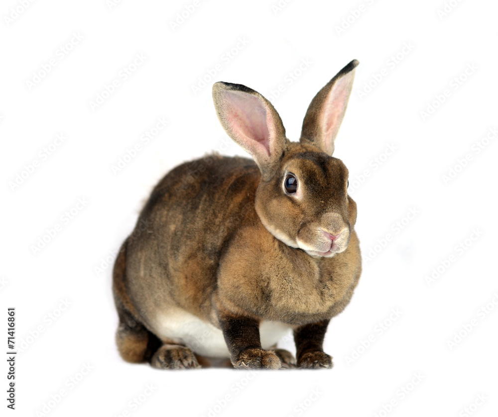 Obraz premium rabbit isolated on a white background