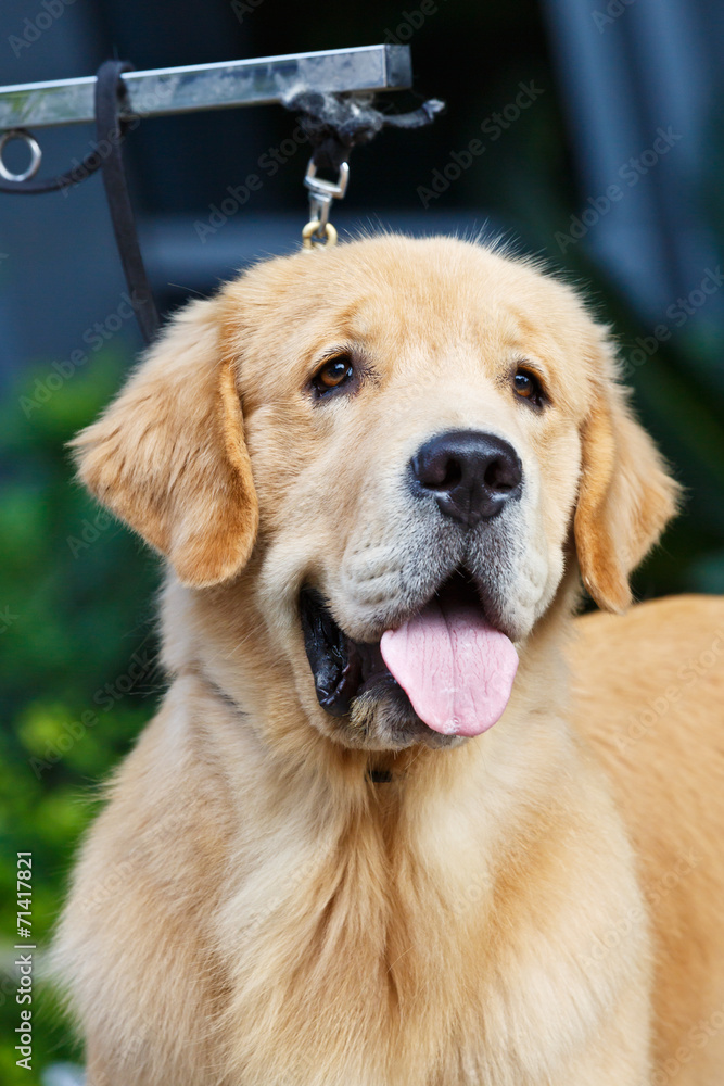 Adult yellow golden retriever stick its tongue out Adult yellow golden retriever stick its tongue out