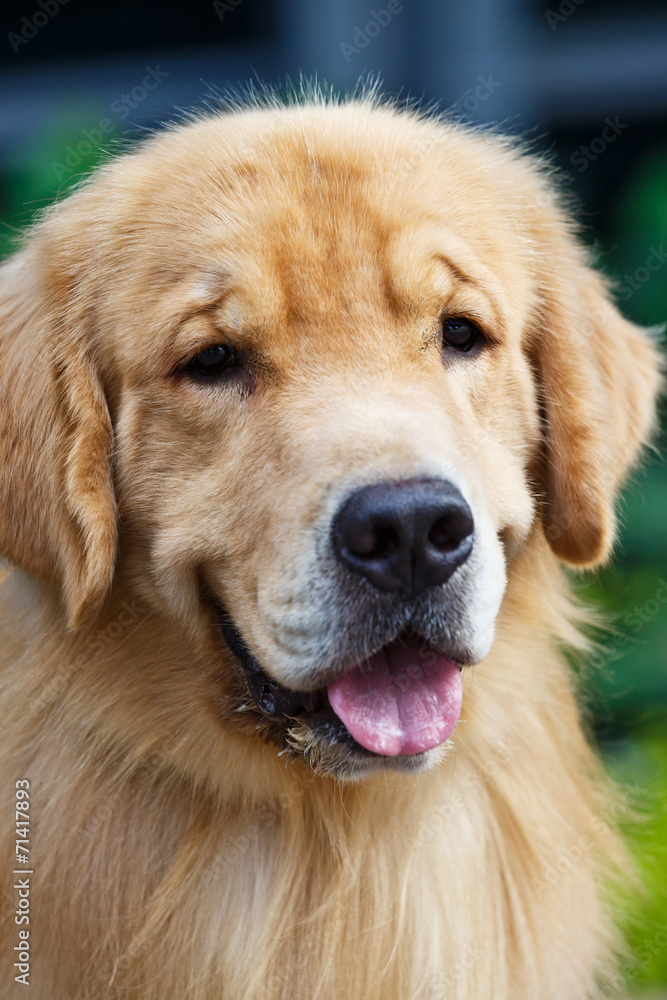 Adult yellow golden retriever stick its tongue out