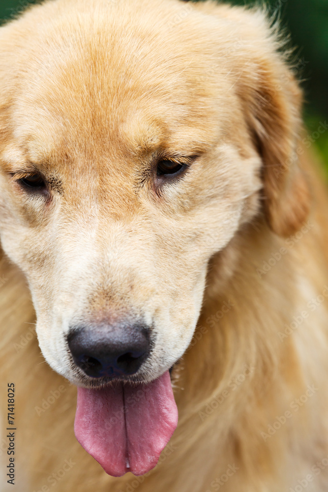 Adult yellow golden retriever stick its tongue out Adult yellow golden retriever stick its tongue out