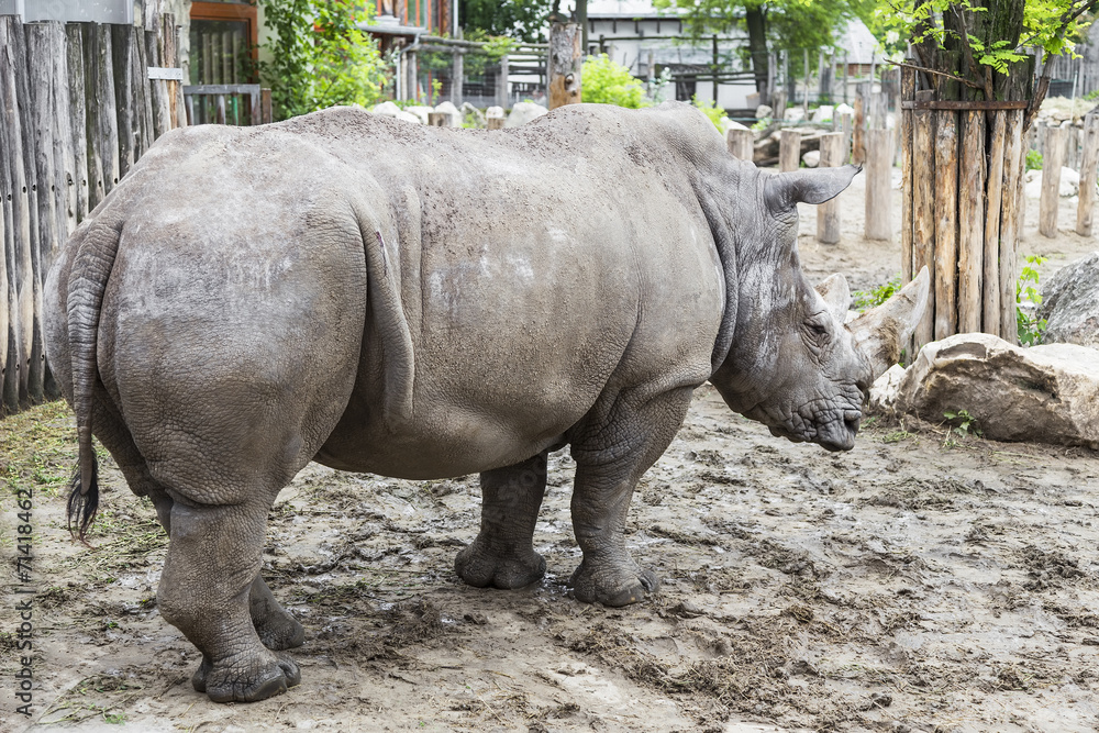 Obraz premium Big rhino