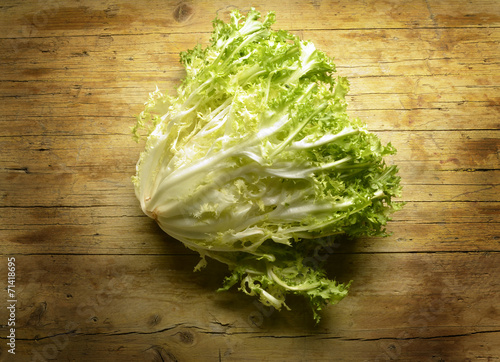 Foto Endibia Indivia Cichorium endivia Escarole endive Sydcikoria