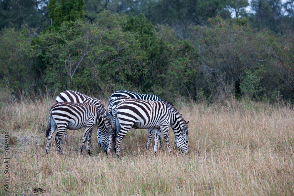 Obraz premium zebra