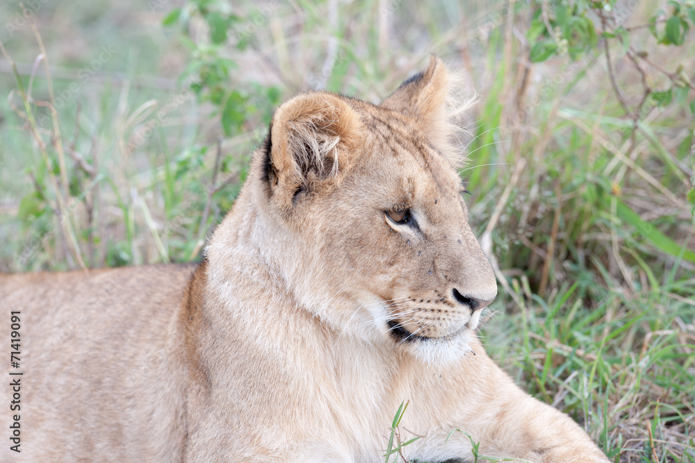 Fototapeta premium lion