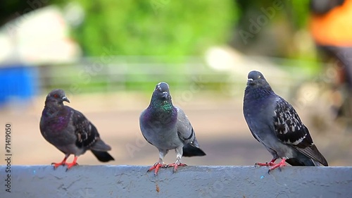 pigeons in the town square.