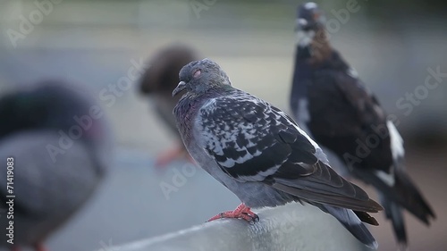pigeons in the town square.