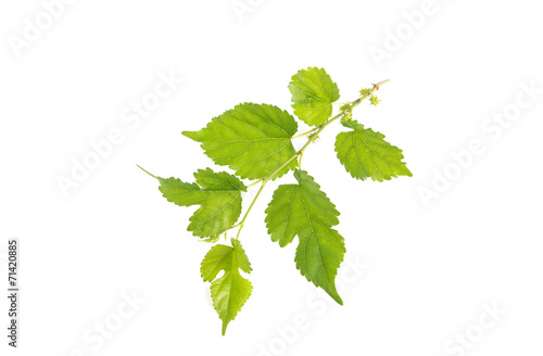 mulberry leaf on the white background.
