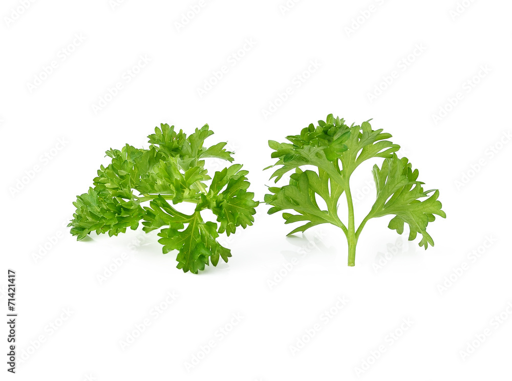 parsley isolated on white background parsley isolated on white background