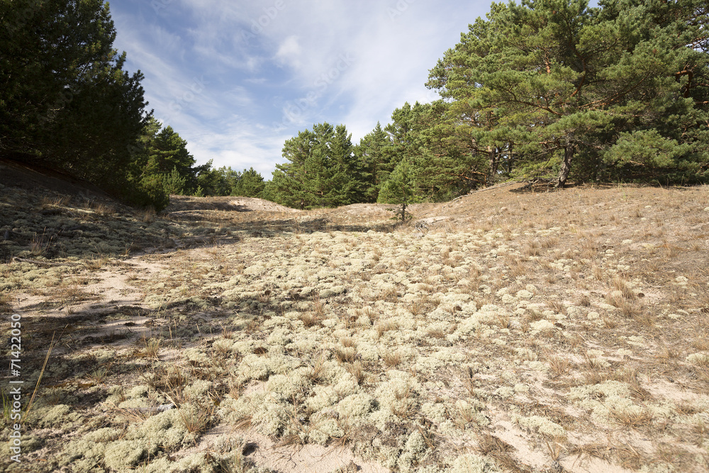 Dry nature with pine trees in the background Dry nature with pine trees in the background