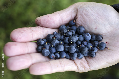 Fresh blueberries