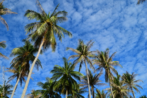 Fototapeta Naklejka Na Ścianę i Meble -  Coconut Tree & Blue Sky