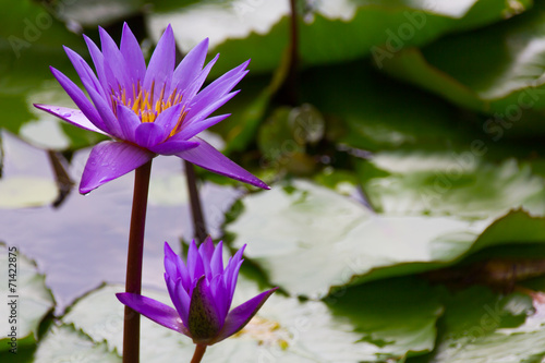 Purple Lotus