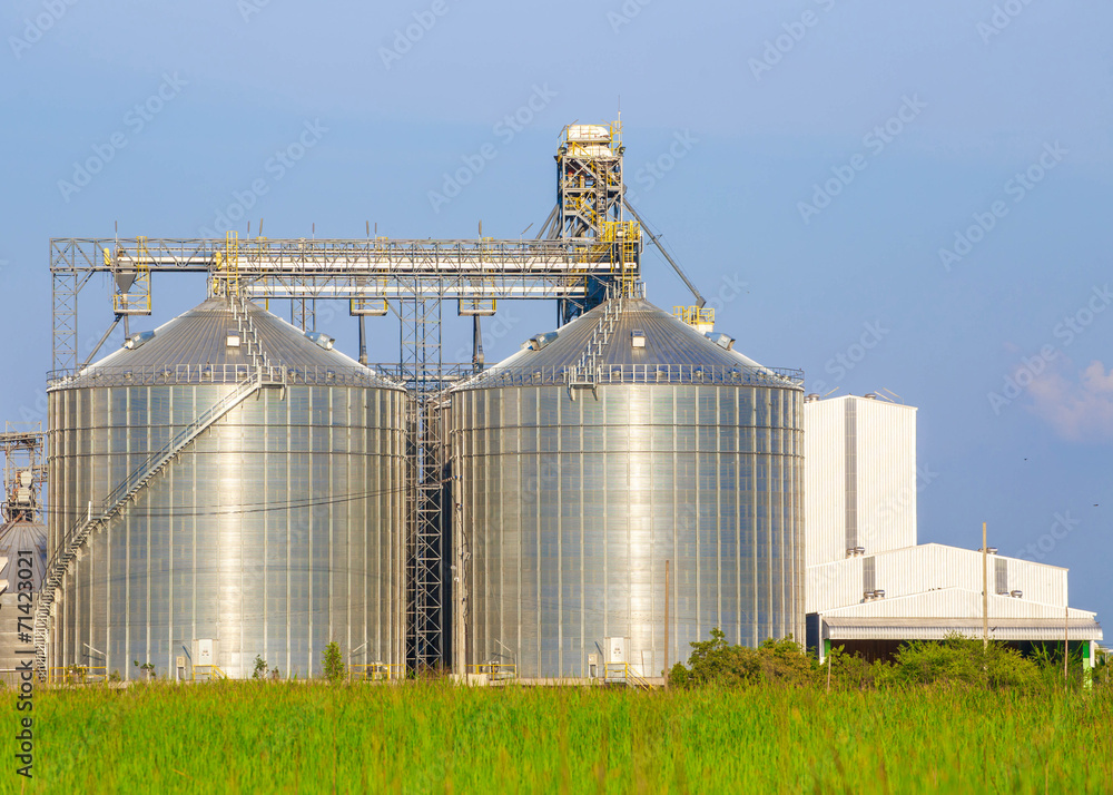 Plant large white Located with green field Plant large white Located with green field