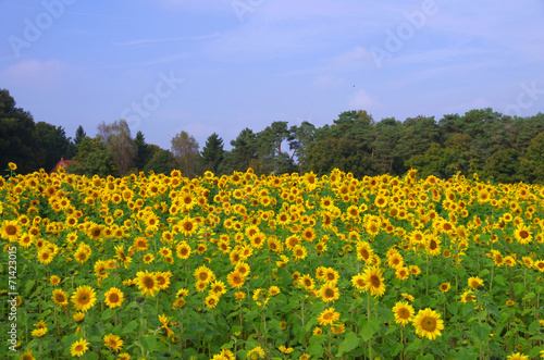  Ein farbenfrohes Sonnenblumenfeld mit blauem Himmel
